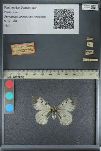 Media type: image;   Entomology 179938